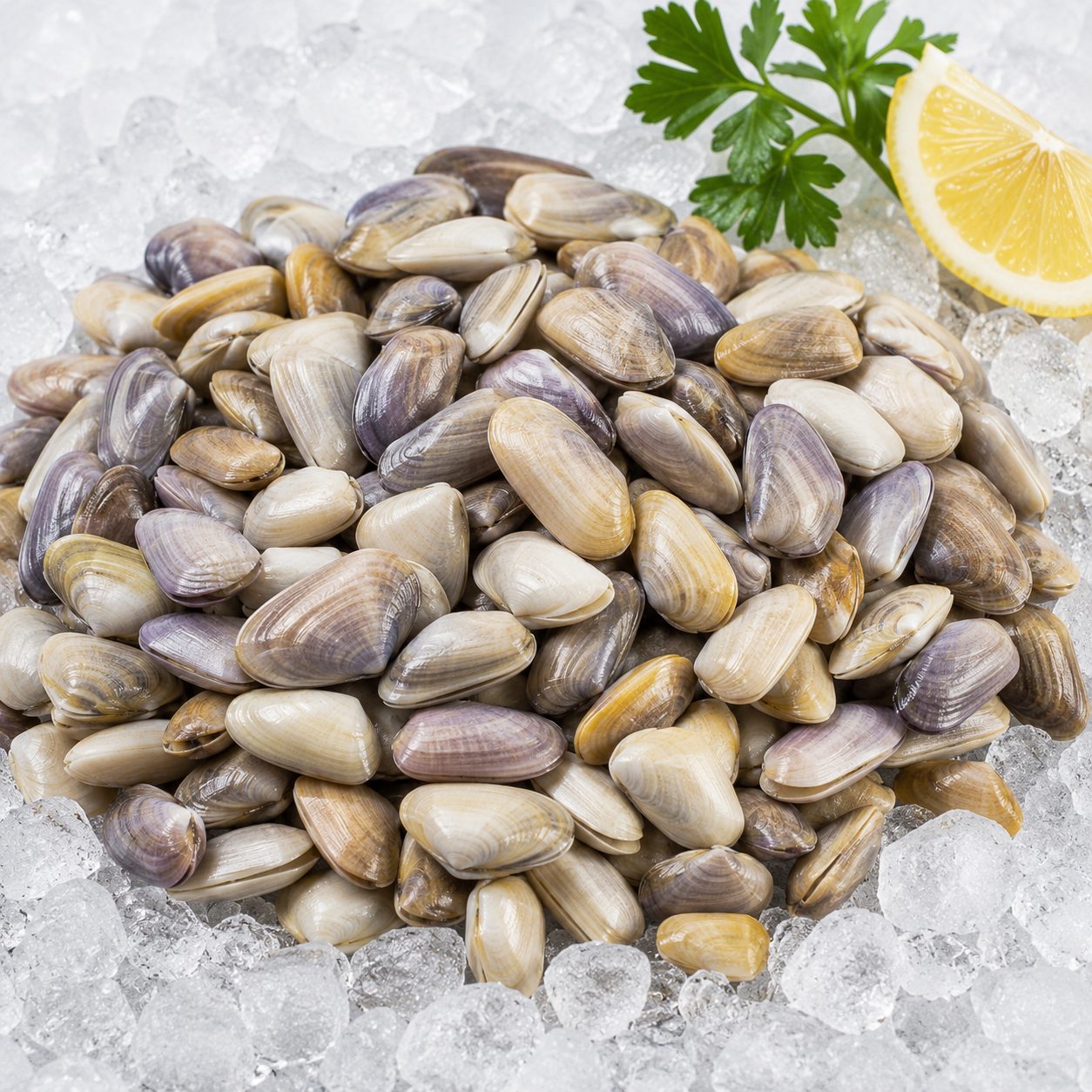 Coquina