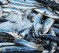 Sardinas Frescas