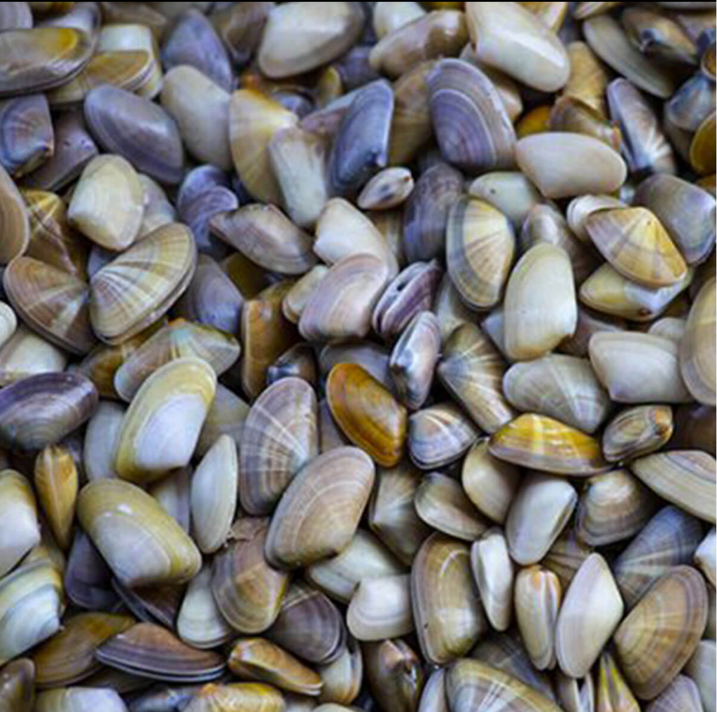 Coquina