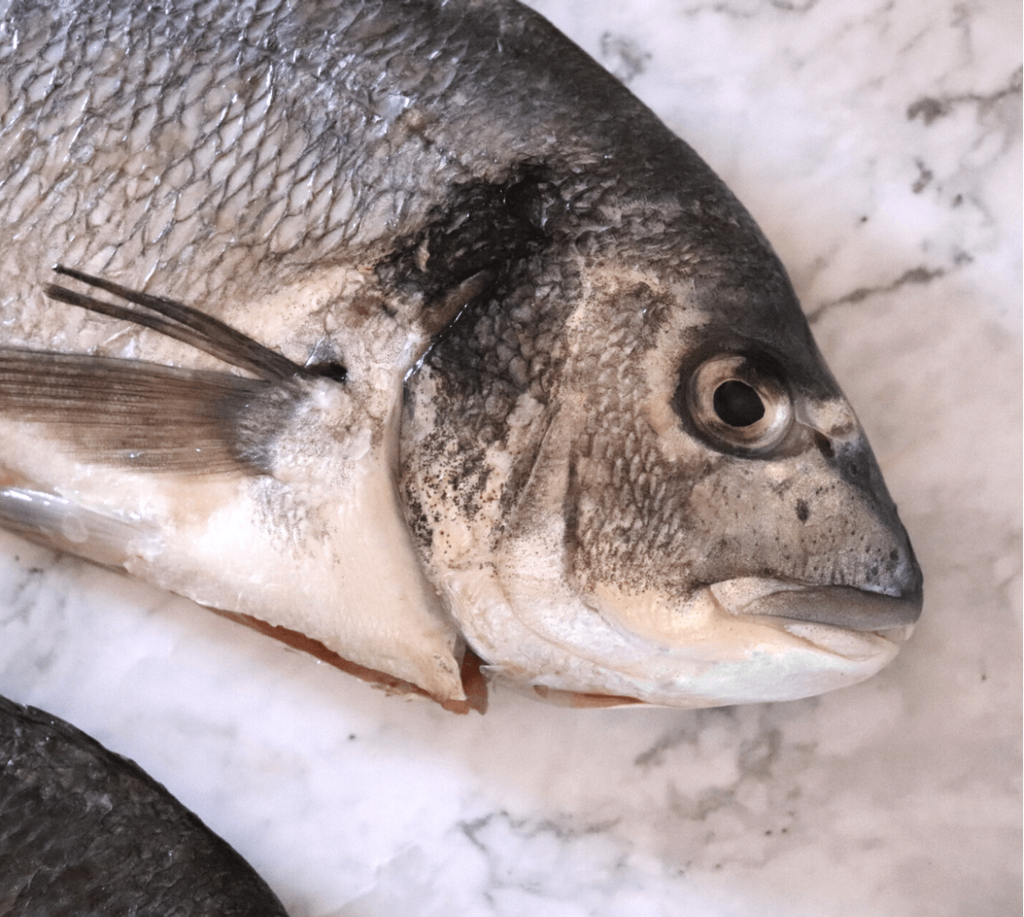 Dorada Salvaje