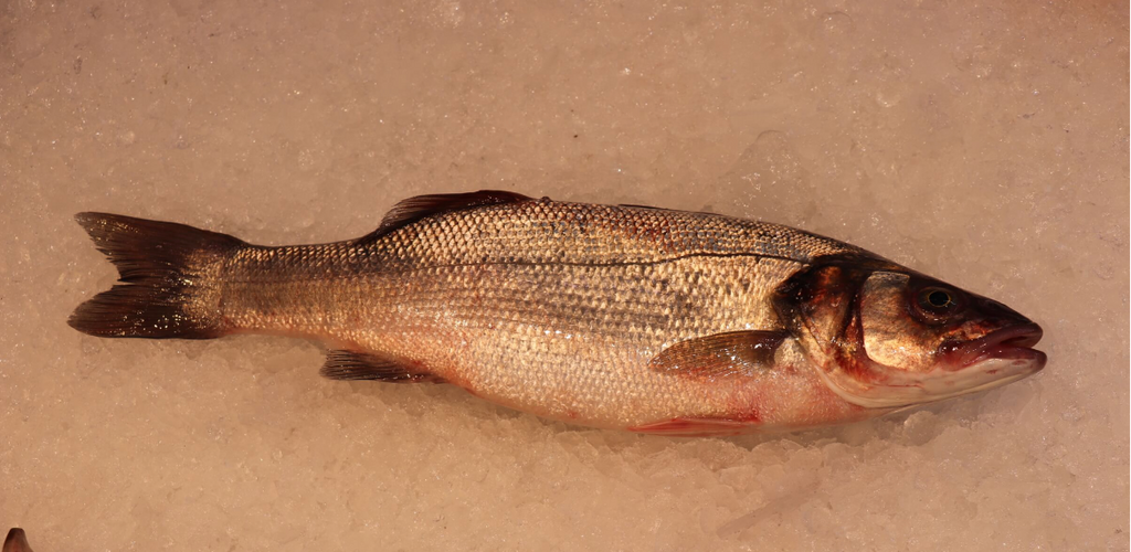 Lubina Salvaje