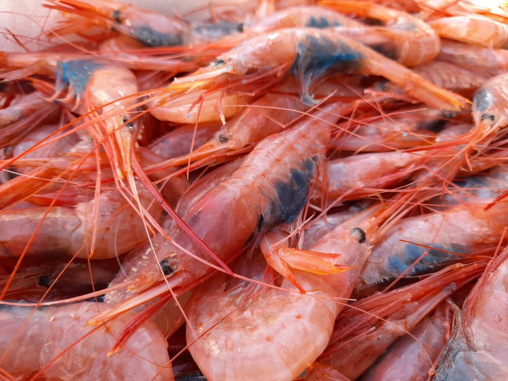 Quisquillón de Huelva