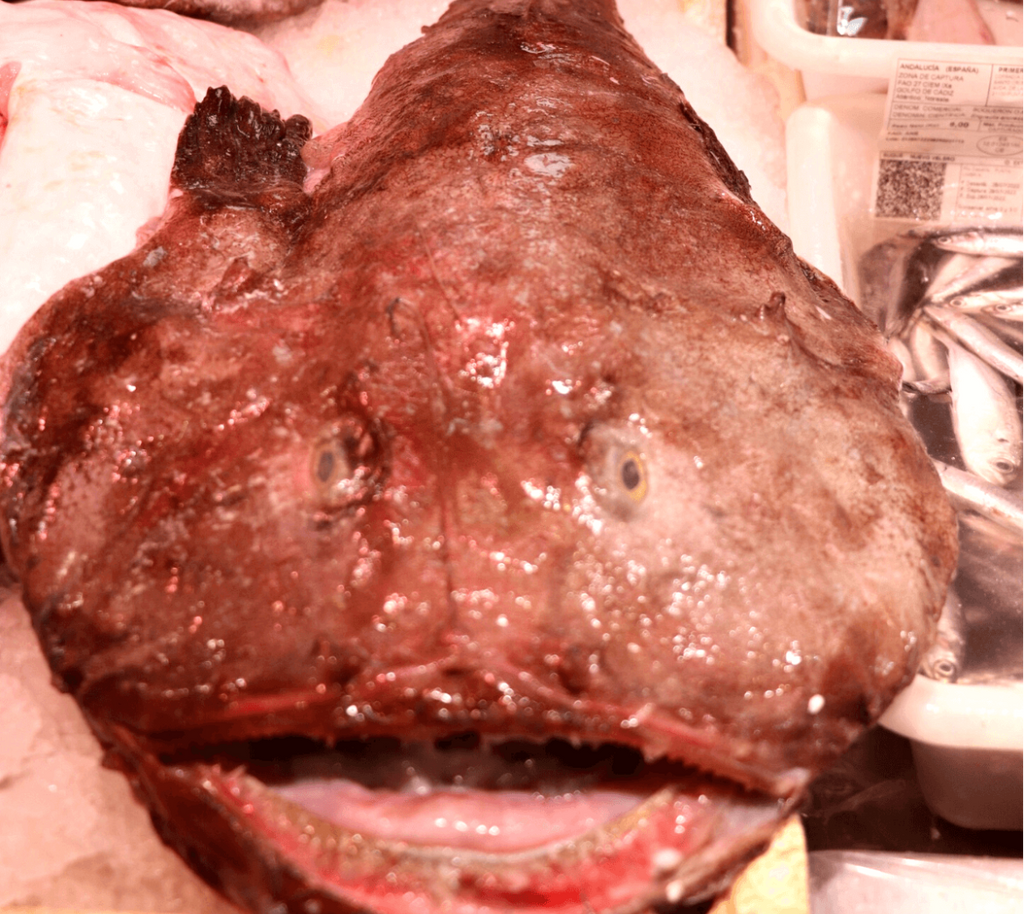 Rape Fresco en Medallones