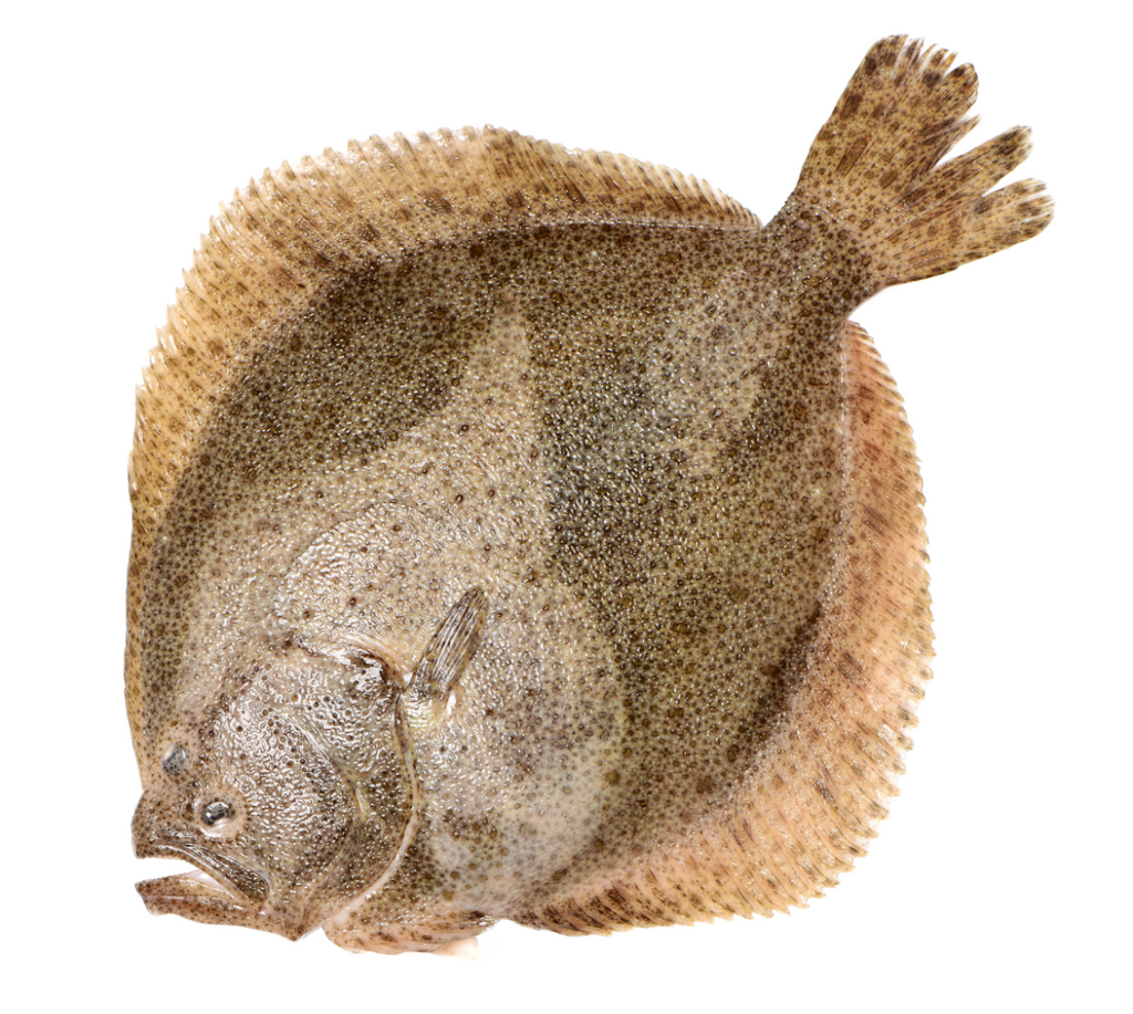 Rodaballo de la Costa